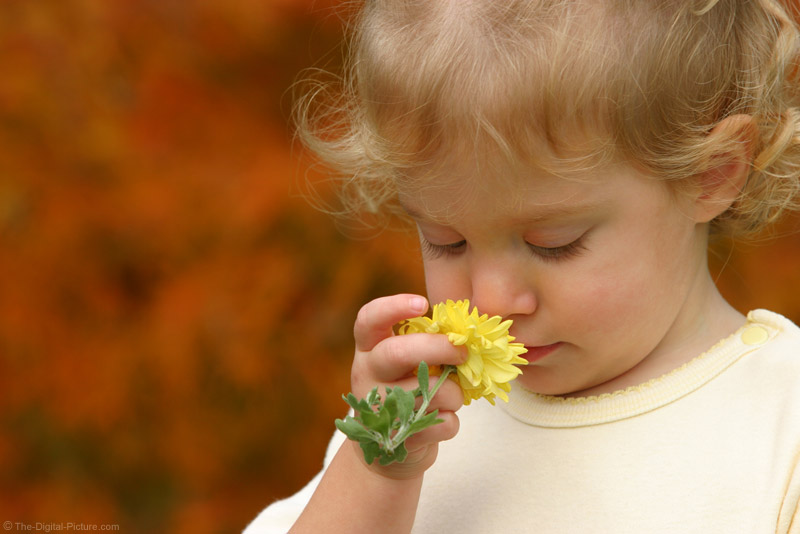 Flowers are smelling. I am smelling a Flower..