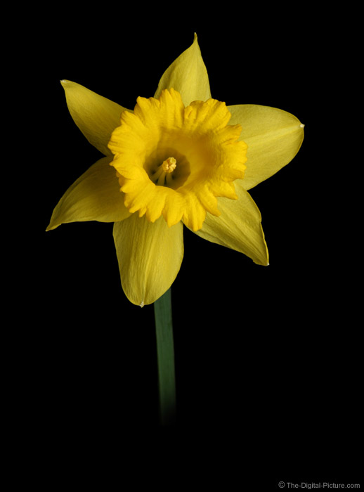 Yellow Daffodil Flower Picture