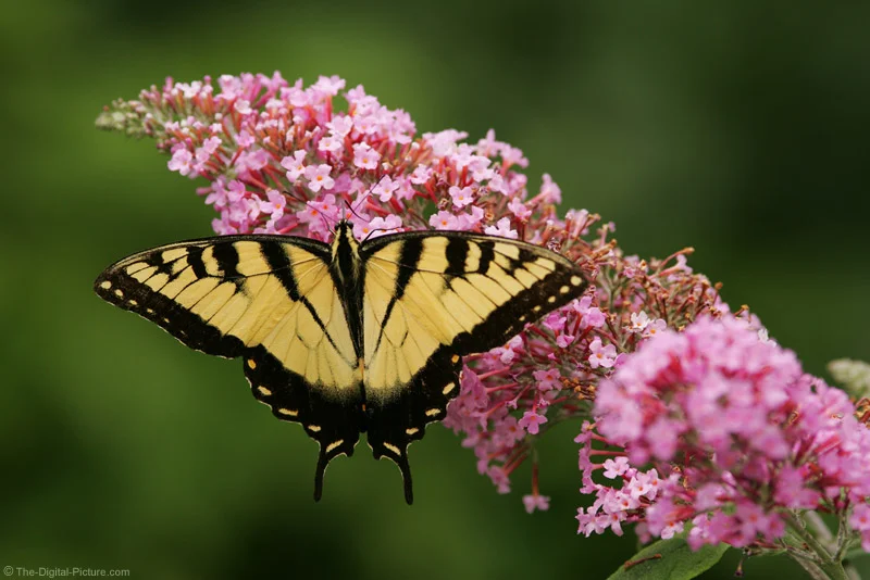 Swallowtail Butterfly