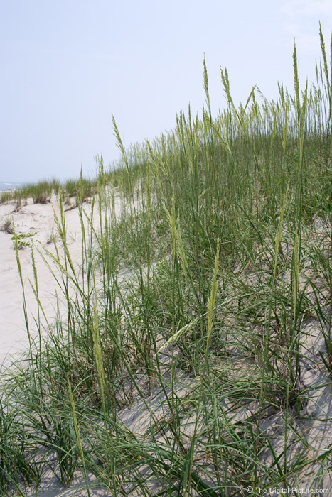 Sea Oats Picture