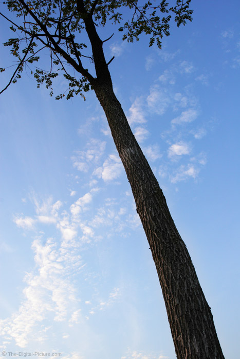 Tall Tree Picture