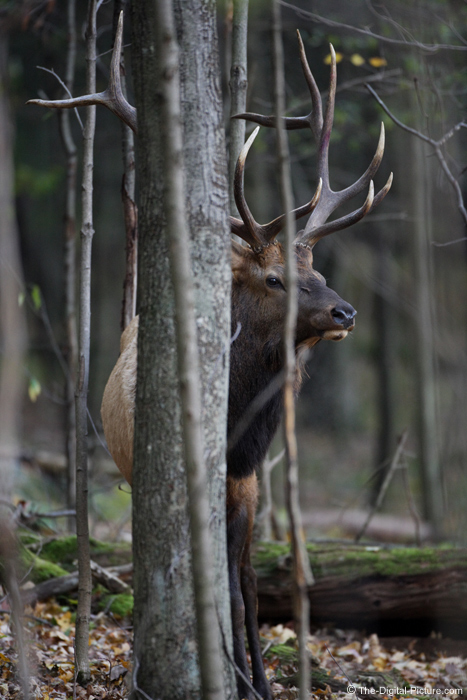 Elk in Woods Picture