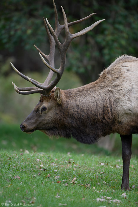 Symmetrical 6x6 Bull Elk Picture