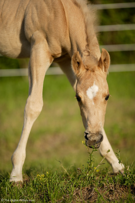 Colt Eating Flower Picture