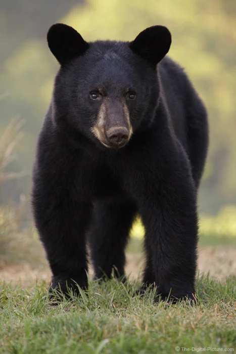 Young Pennsylvania Black Bear