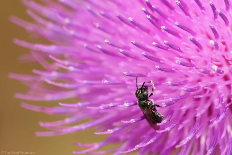 Bee on Thistle Flower Picture