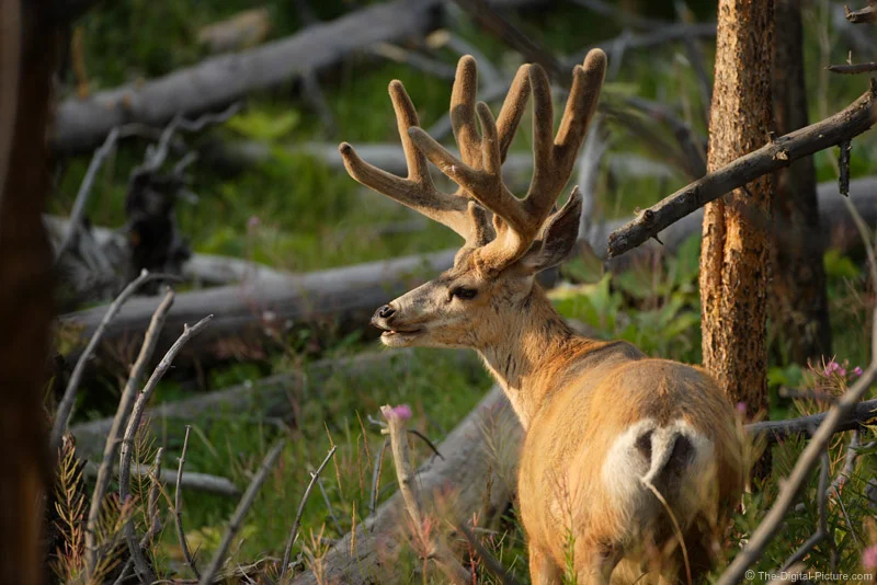 Large Mule Deer Buck