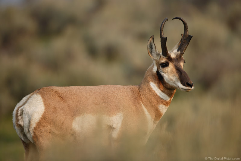 Pronghorn