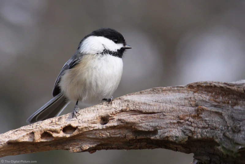 Black-Capped Chickadee 2