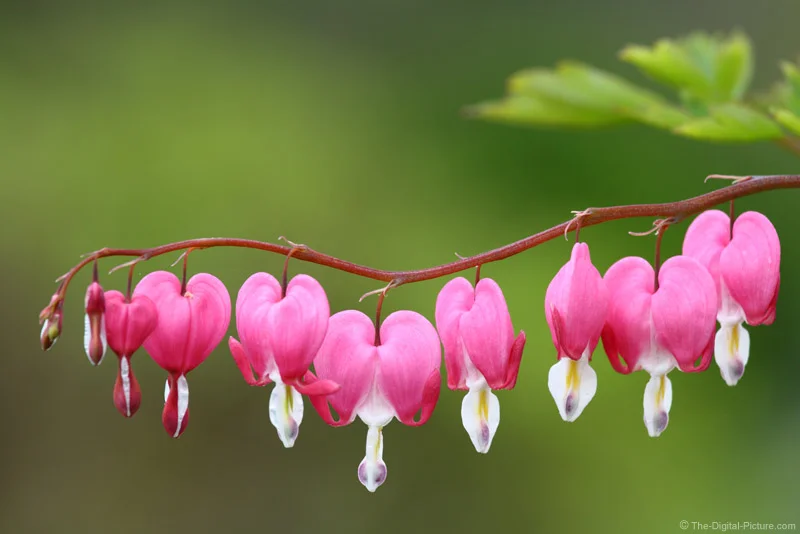 Bleeding Hearts Picture