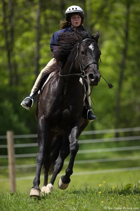 Cantering Black Horse Picture