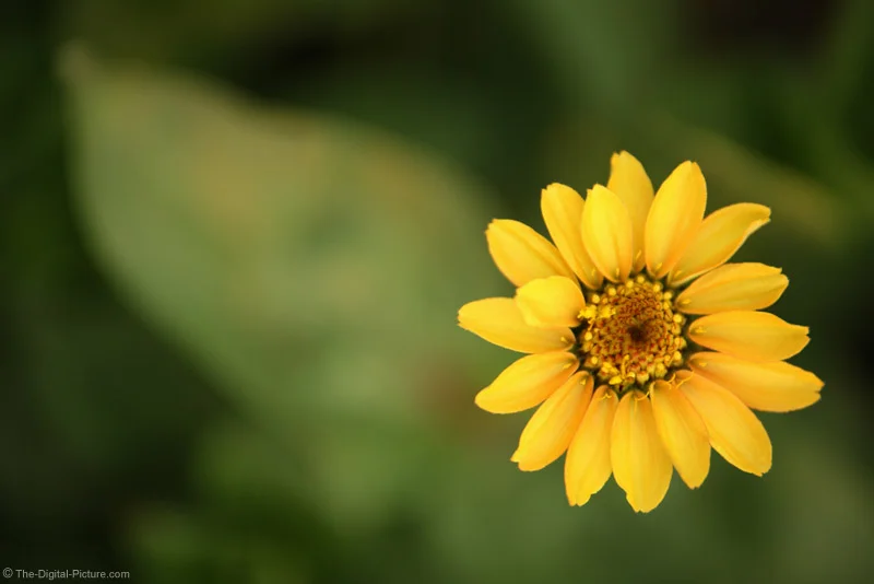 Yellow Flower Picture