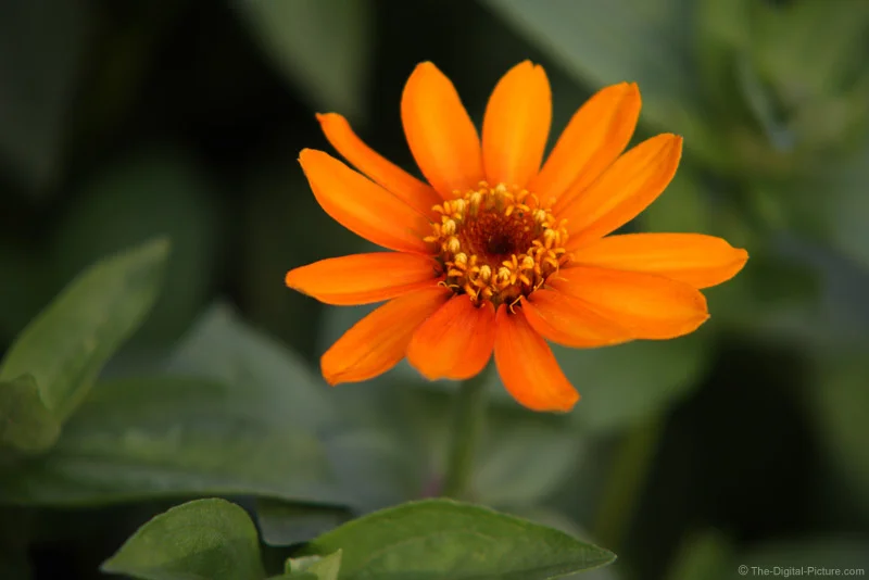 Orange Flower