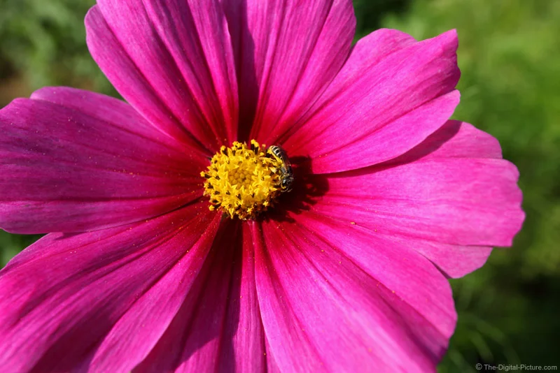 Bee on Pink Cosmo Flower