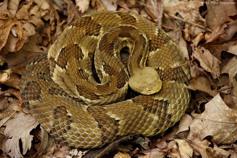 Timber Rattlesnake Picture