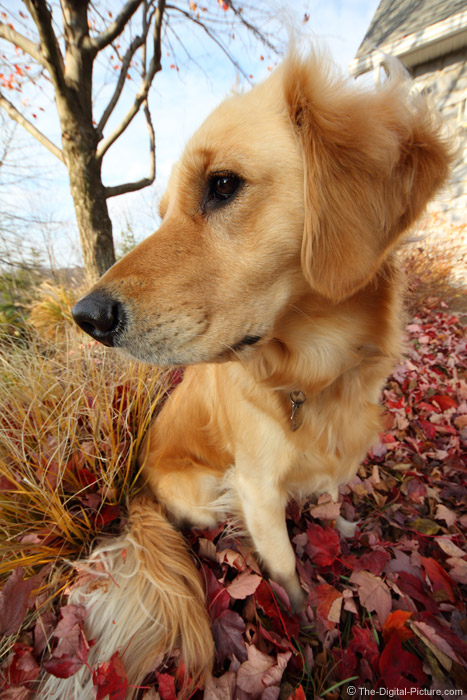 Big-Head Dog