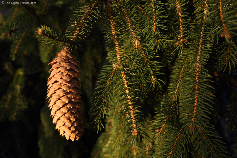 Weeping Norway Spruce Pine Cone