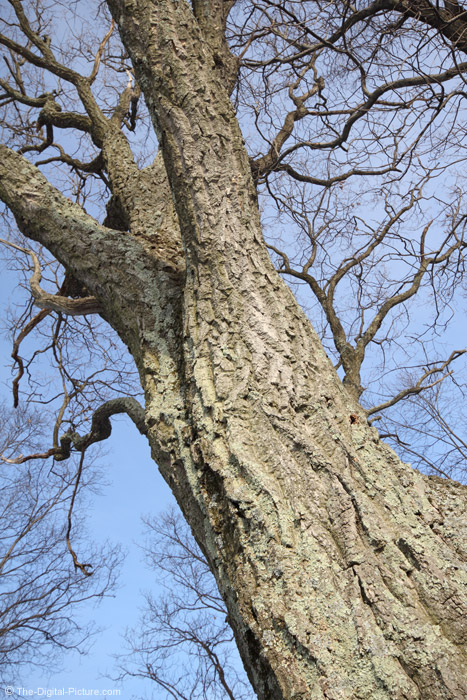 Big Oak Tree