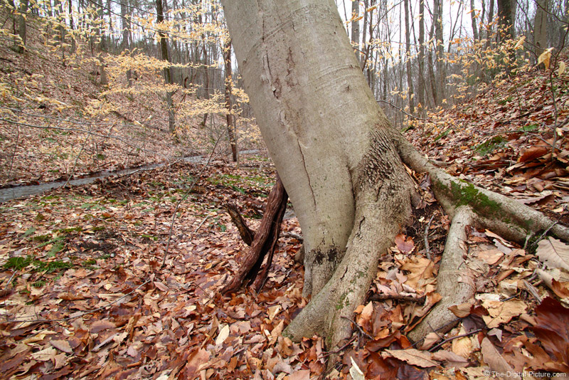 wicrest beechnut today