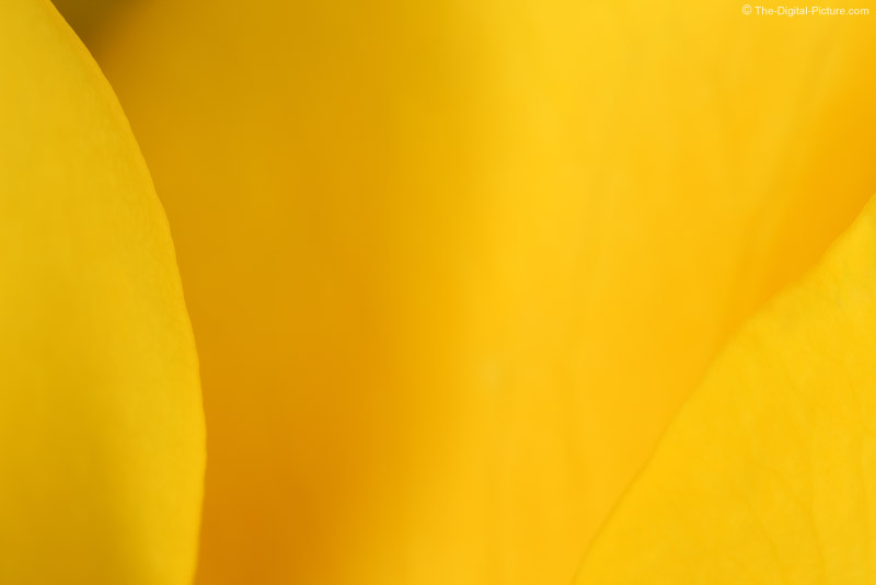 Yellow Rose Super Close-up