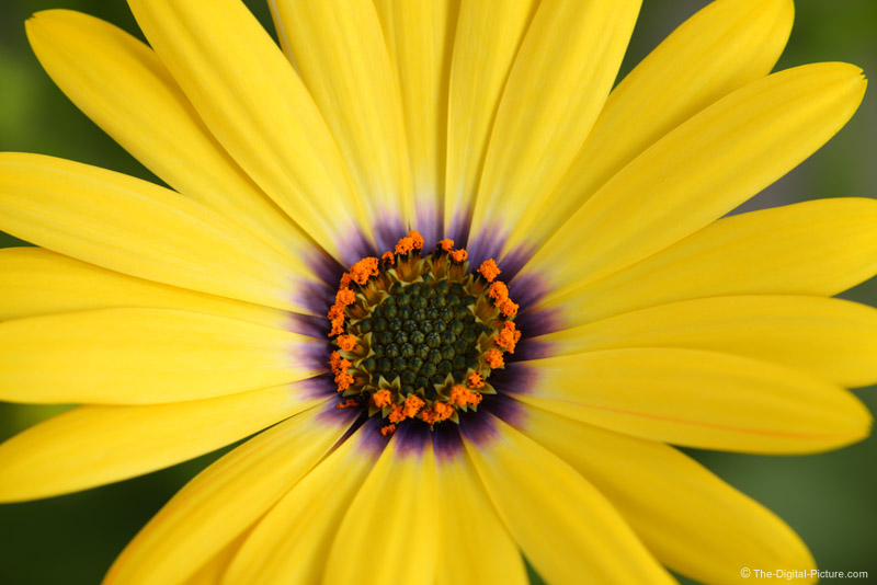 Window Light Flower Picture