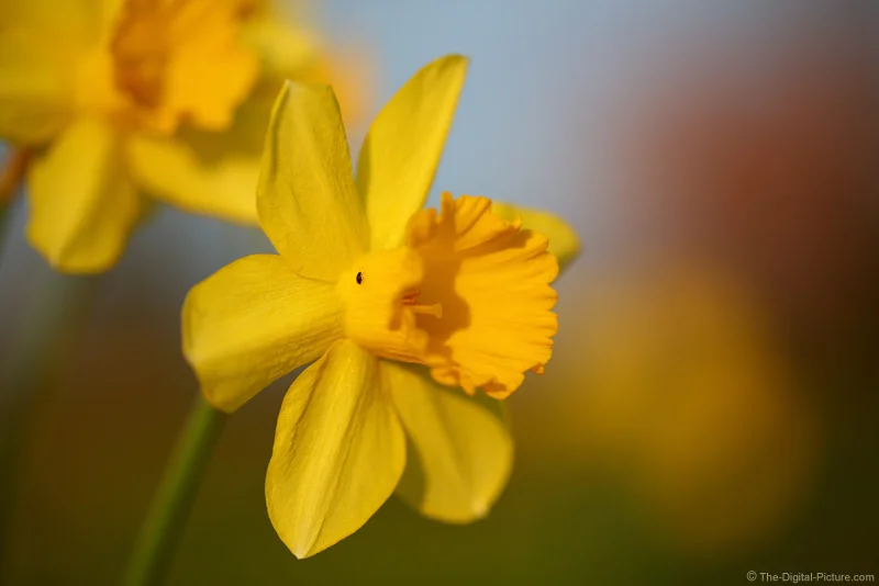 Bug on a Daffodil