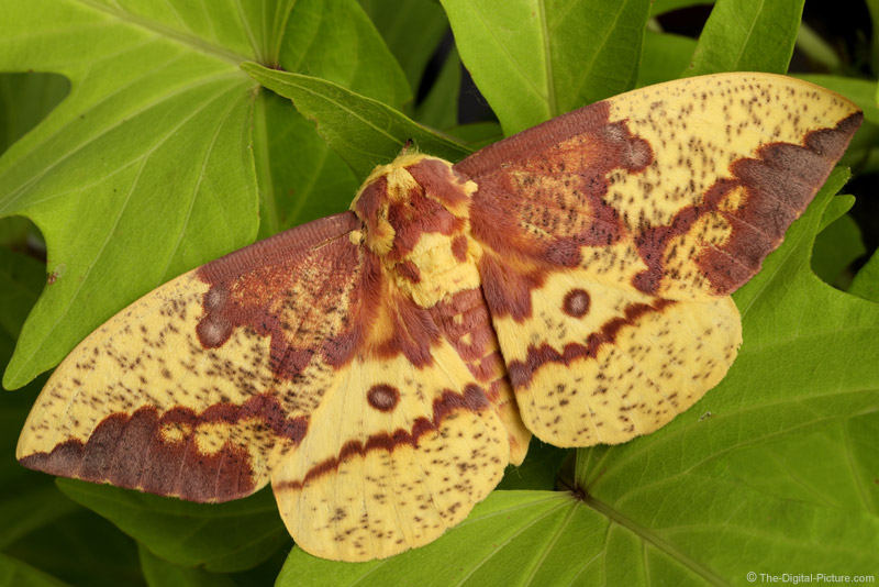 Perfect Imperial Moth