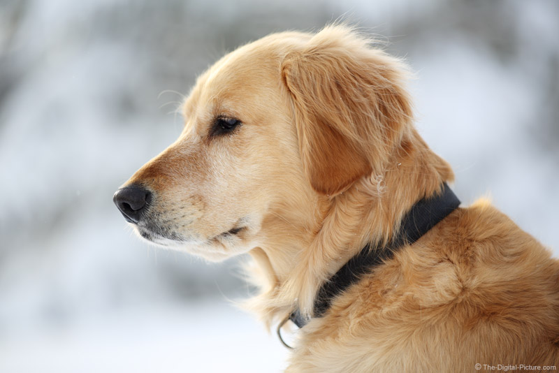 Dog Head Shot Portrait