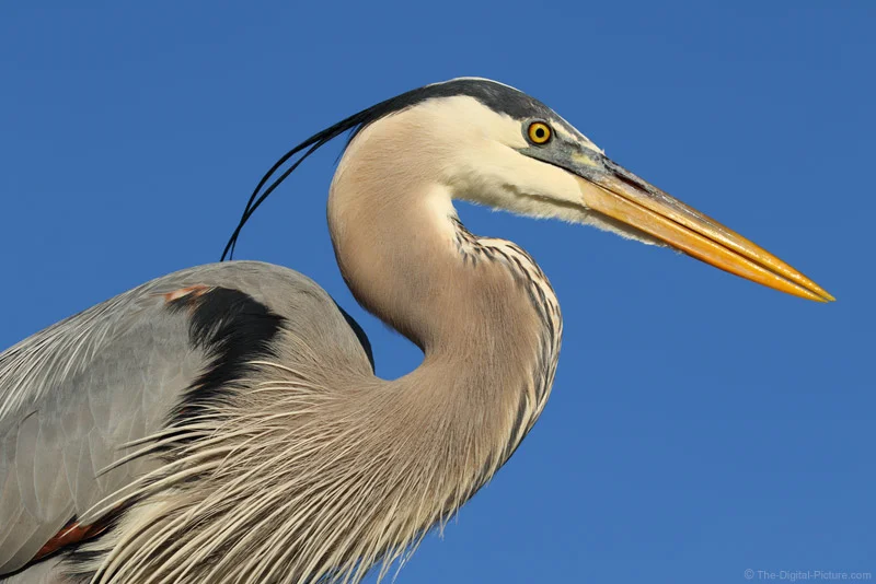 The 7D II and 100-400 L II Rocked in SW Florida