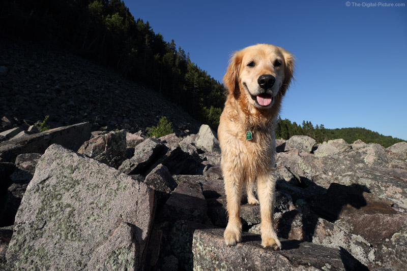 Dog on the Rocks