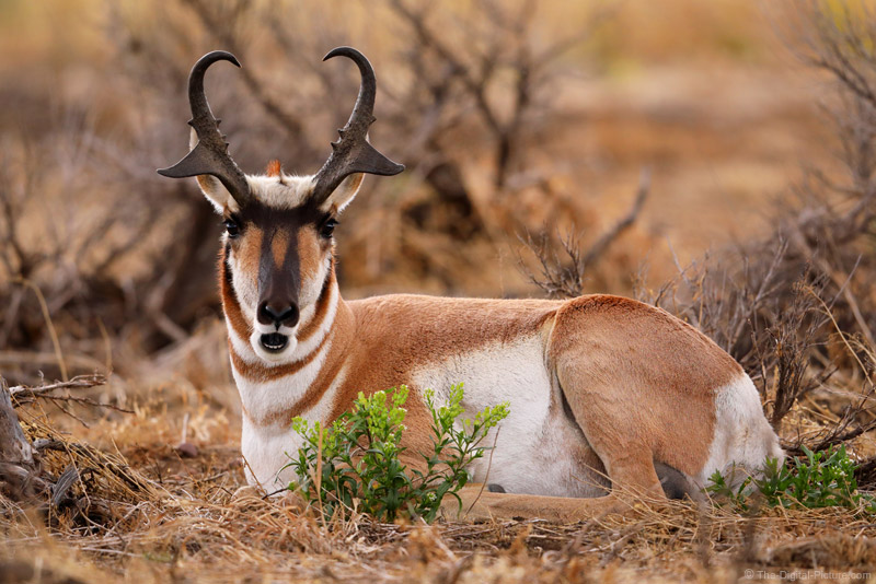 Amazed Pronghorn, Grand Teton National Park