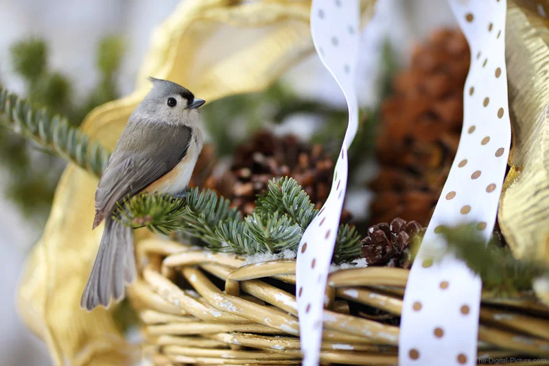 Tufted Titmouse in a Basket, Isolating with 85mm f/1.4