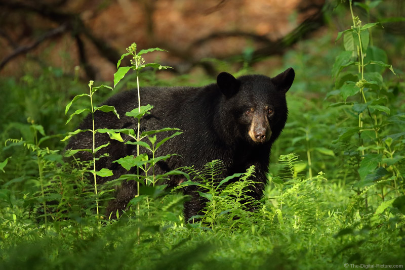 American Black Bear - Shenandoah National Park (U.S. National Park Service)