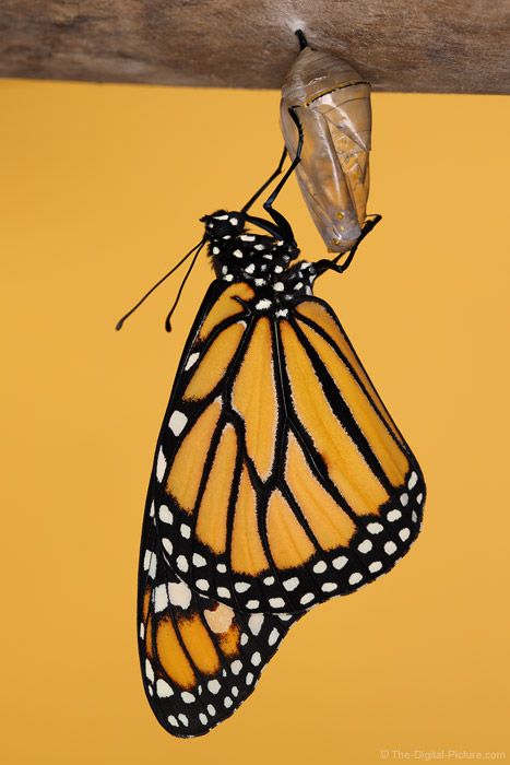 monarch butterfly emerging from chrysalis