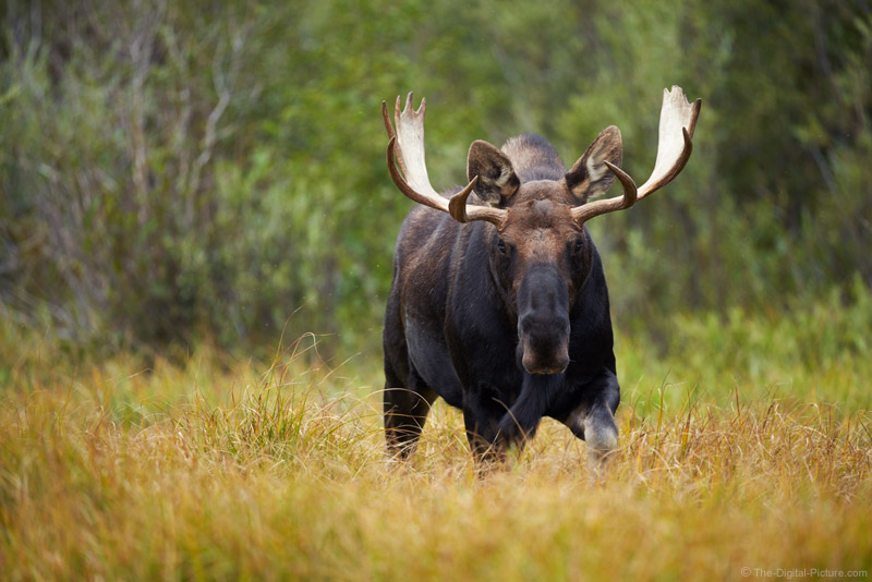 Eyes on Me, Bull Moose in Rocky Mountain National Park