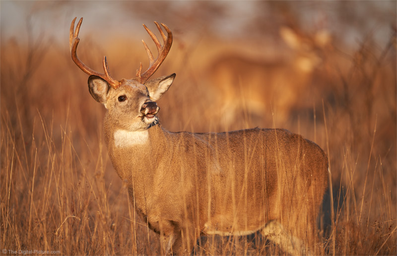 Lip Curl, Whitetail Buck, Shenandoah National Park