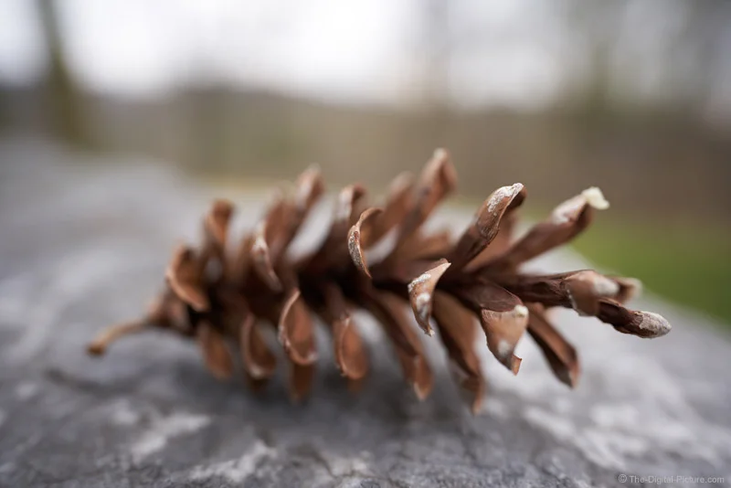 Wide Aperture Pine Cone Close-Up Image