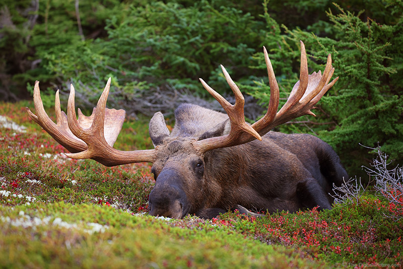 Canon EOS R5 and RF 100-500mm Lens Capture a Chillin' Bull Moose