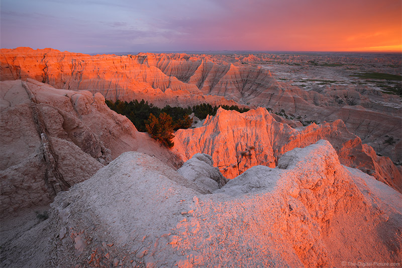 are dogs allowed badlands national park