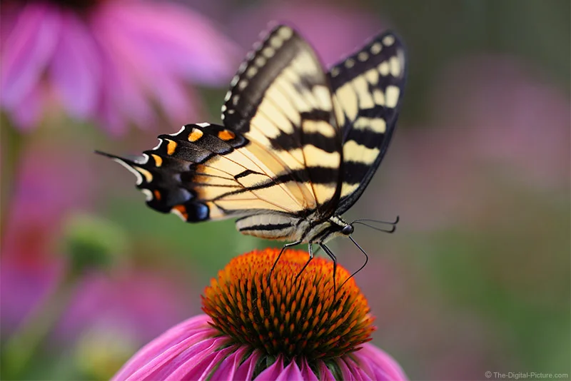 Butterfly Pursuit with the Canon RF 100mm F2.8 L Macro IS USM Lens