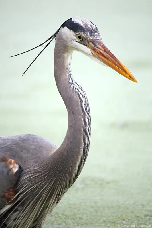 Gbh In A Green Lake